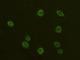 Adhesion G Protein-Coupled Receptor E5 antibody, 11280-R024, Sino Biological, Immunofluorescence image 