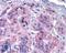 Glutamate Metabotropic Receptor 7 antibody, LS-A921, Lifespan Biosciences, Immunohistochemistry frozen image 