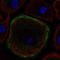 Troponin I2, Fast Skeletal Type antibody, HPA055938, Atlas Antibodies, Immunocytochemistry image 