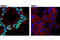 NK2 Homeobox 5 antibody, 8792S, Cell Signaling Technology, Immunofluorescence image 