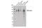 Sn1-specific diacylglycerol lipase alpha antibody, 13626S, Cell Signaling Technology, Western Blot image 