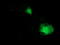 Integrin Alpha FG-GAP Repeat Containing 2 antibody, TA503050, Origene, Immunofluorescence image 