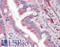 Free fatty acid receptor 4 antibody, LS-B9386, Lifespan Biosciences, Immunohistochemistry paraffin image 