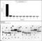 Di-Methyl-Histone H3 antibody, 720092, Invitrogen Antibodies, Dot Blot image 