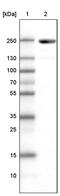 Myosin Binding Protein C, Fast Type antibody, MA5-24632, Invitrogen Antibodies, Western Blot image 