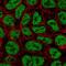Zinc Finger Protein 709 antibody, NBP2-58248, Novus Biologicals, Immunofluorescence image 