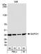 GAPDH antibody, NB300-324, Novus Biologicals, Western Blot image 