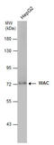 WW Domain Containing Adaptor With Coiled-Coil antibody, GTX131079, GeneTex, Western Blot image 