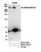 Zinc finger protein 638 antibody, NB100-77291, Novus Biologicals, Western Blot image 