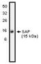 SH2 Domain Containing 1A antibody, AP05121PU-N, Origene, Western Blot image 