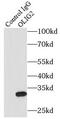 Oligodendrocyte Transcription Factor 2 antibody, FNab05986, FineTest, Immunoprecipitation image 