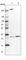 SBDS Ribosome Maturation Factor antibody, HPA028891, Atlas Antibodies, Western Blot image 