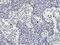 Tumor Necrosis Factor antibody, NB600-1422, Novus Biologicals, Immunohistochemistry frozen image 
