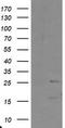 PYD And CARD Domain Containing antibody, TA800099AM, Origene, Western Blot image 