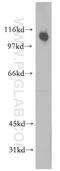 RelA-associated inhibitor antibody, 51141-1-AP, Proteintech Group, Western Blot image 