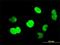 CTBP antibody, H00001487-M01, Novus Biologicals, Immunocytochemistry image 