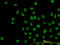 AT-Rich Interaction Domain 1B antibody, LS-B10983, Lifespan Biosciences, Immunofluorescence image 