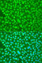 Period circadian protein homolog 1 antibody, 23-592, ProSci, Immunofluorescence image 