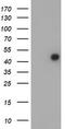 Forkhead Box I1 antibody, LS-C175142, Lifespan Biosciences, Western Blot image 