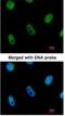 L3MBTL Histone Methyl-Lysine Binding Protein 1 antibody, NBP1-32447, Novus Biologicals, Immunocytochemistry image 