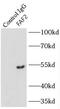 FAS-associated factor 2 antibody, FNab02947, FineTest, Immunoprecipitation image 