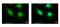 Histone Acetyltransferase 1 antibody, NBP2-14976, Novus Biologicals, Immunofluorescence image 