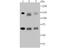 DNA Ligase 1 antibody, A02380-2, Boster Biological Technology, Western Blot image 