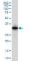 Interferon Induced Protein 35 antibody, H00003430-M01, Novus Biologicals, Western Blot image 