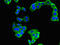 CAMP Regulated Phosphoprotein 19 antibody, orb47015, Biorbyt, Immunofluorescence image 