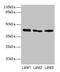 Ataxin 3 antibody, CSB-PA002443LA01HU, Cusabio, Western Blot image 
