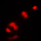 Cyclin Dependent Kinase 1 antibody, LS-C351970, Lifespan Biosciences, Immunofluorescence image 