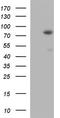 Ankyrin repeat domain-containing protein 6 antibody, TA590522, Origene, Western Blot image 