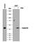SERPINB2 antibody, MAB8550, R&D Systems, Western Blot image 