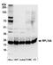 Ribosomal Protein L18a antibody, A305-044A, Bethyl Labs, Western Blot image 
