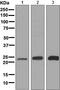 RAB11A, Member RAS Oncogene Family antibody, ab128913, Abcam, Western Blot image 