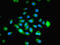 Myeloid Associated Differentiation Marker antibody, orb355771, Biorbyt, Immunocytochemistry image 
