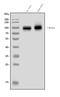 Potassium voltage-gated channel subfamily A member 1 antibody, A01813-3, Boster Biological Technology, Western Blot image 