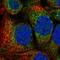 Mitochondrial Fission Regulator 1 antibody, HPA056120, Atlas Antibodies, Immunofluorescence image 