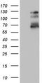 Zinc finger protein GLI1 antibody, TA803805, Origene, Western Blot image 