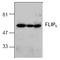CASP8 And FADD Like Apoptosis Regulator antibody, AP00026PU-N, Origene, Western Blot image 