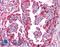 Wnt Family Member 5B antibody, LS-A8514, Lifespan Biosciences, Immunohistochemistry paraffin image 
