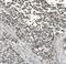 Protein lin-28 homolog A antibody, A01966-2, Boster Biological Technology, Immunohistochemistry frozen image 