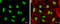 Nuclear Transcription Factor Y Subunit Alpha antibody, GTX109511, GeneTex, Immunofluorescence image 