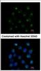 Secretion Associated Ras Related GTPase 1A antibody, NBP2-20261, Novus Biologicals, Immunofluorescence image 