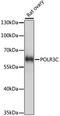 RNA Polymerase III Subunit C antibody, A15784, ABclonal Technology, Western Blot image 