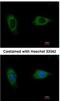 EvC Ciliary Complex Subunit 2 antibody, NBP1-31268, Novus Biologicals, Immunocytochemistry image 