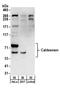 Caldesmon 1 antibody, A304-163A, Bethyl Labs, Western Blot image 