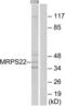 Mitochondrial Ribosomal Protein S22 antibody, LS-C120082, Lifespan Biosciences, Western Blot image 
