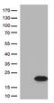 Melan-A antibody, CF506030, Origene, Western Blot image 