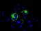 Mitochondrial Translational Release Factor 1 Like antibody, GTX84071, GeneTex, Immunocytochemistry image 